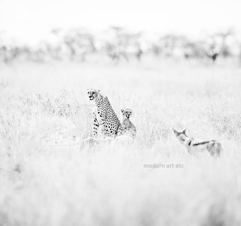 MAE Curates Figurative Photograph - Wildlife - black and white photo of wildlife