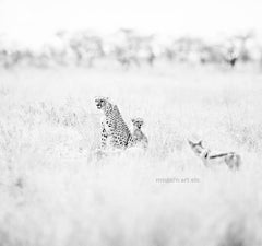 Wildlife - black and white photo of wildlife