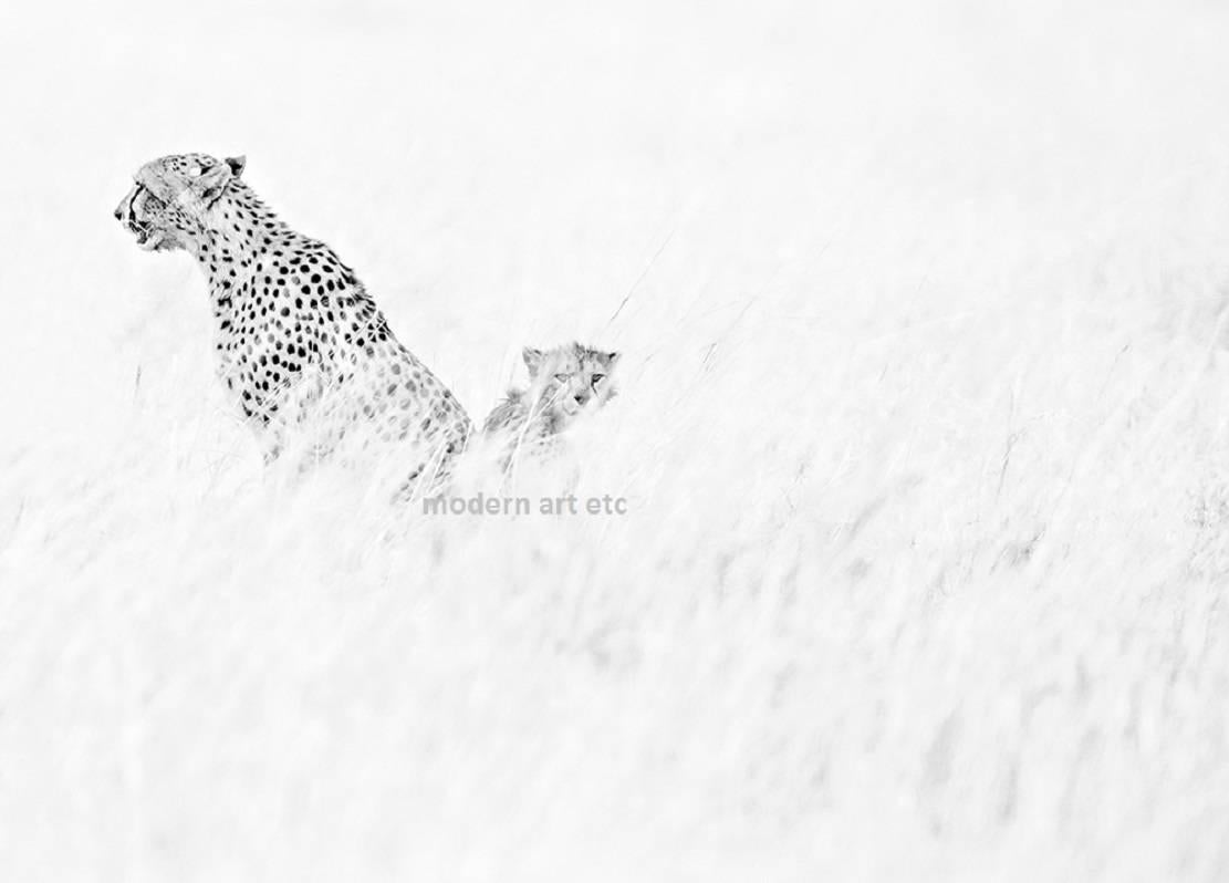 Wildtiere – Schwarz-Weiß-Foto von Wildtieren – Photograph von MAE Curates