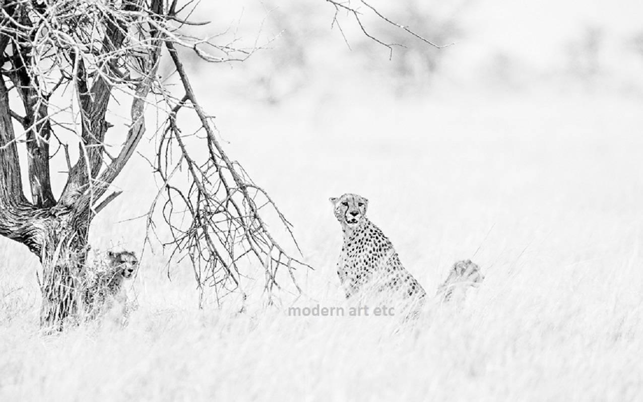 Wildtiere – Schwarz-Weiß-Foto von Wildtieren (Zeitgenössisch), Photograph, von MAE Curates