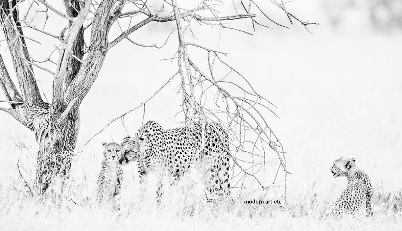 Dies ist eine abstrakte zeitgenössische Schwarz-Weiß-Fotografie von Wildtieren  kuratiert von Modern Art Etc Los Angeles. 

Wir haben diese Serie von 