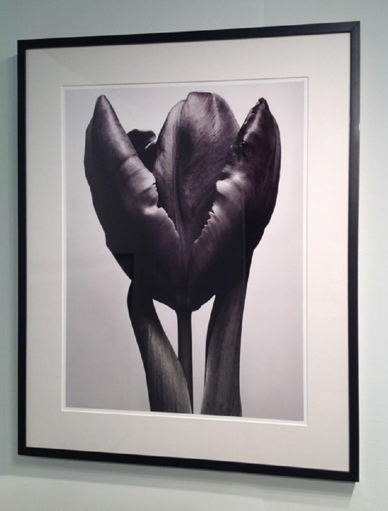 Photography - Flower Series (30 x 40 image) - Black Still-Life Photograph by MAE Curates