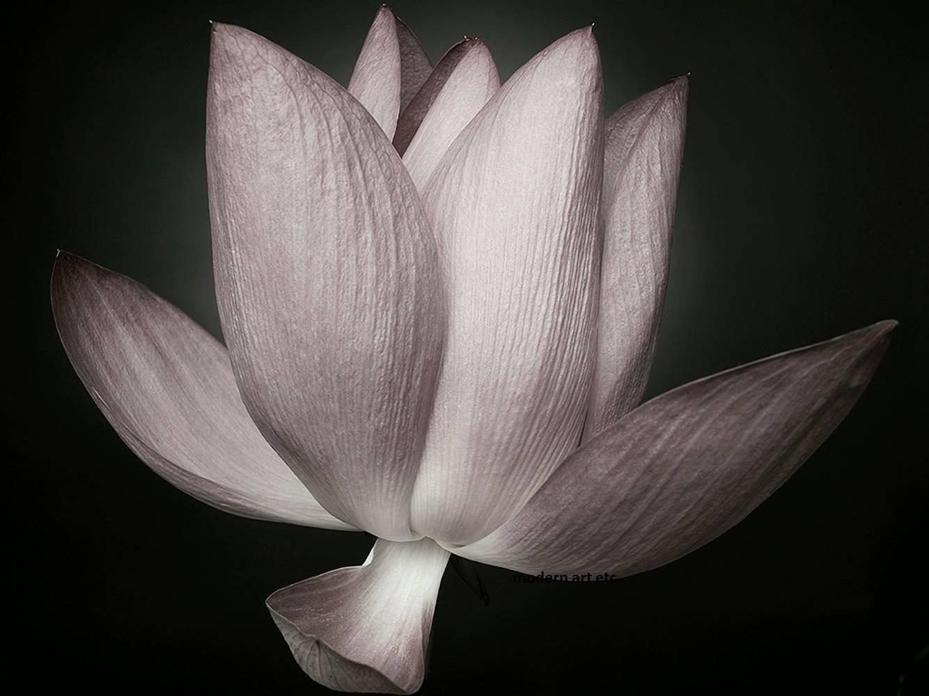 Fotografie – großformatige abstrakte Schwarz-Weiß-Fotografie „Flower-Serie – PEONY“  im Angebot 1
