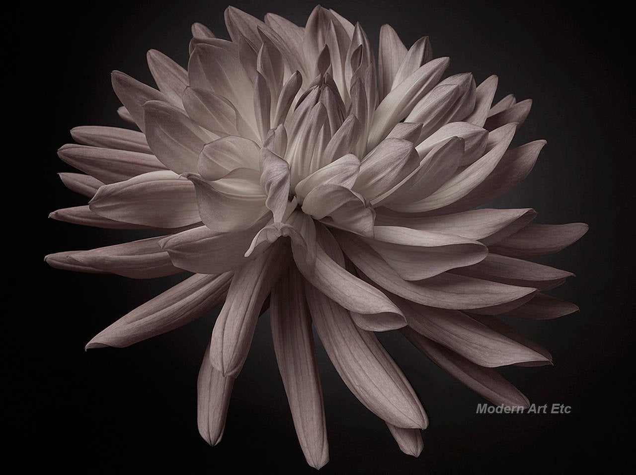 Fotografie – Blumenserie (Mediumgröße, mattiert) – Photograph von MAE Curates