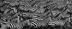 Photography - Trio of Zebra Art Photos - Migration of Zebras (Award winning) etc