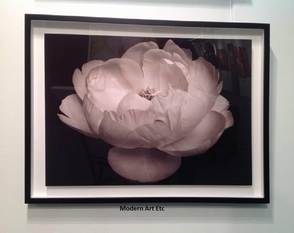 Modern Art Etc Los Angeles presents a beautiful zen like portrait of Flowers.  We also present, exclusively, worldwide, the Gold Series, where selected pieces are hand gilded with 22 K gold leaves.

This piece has been matted - image of flower is: