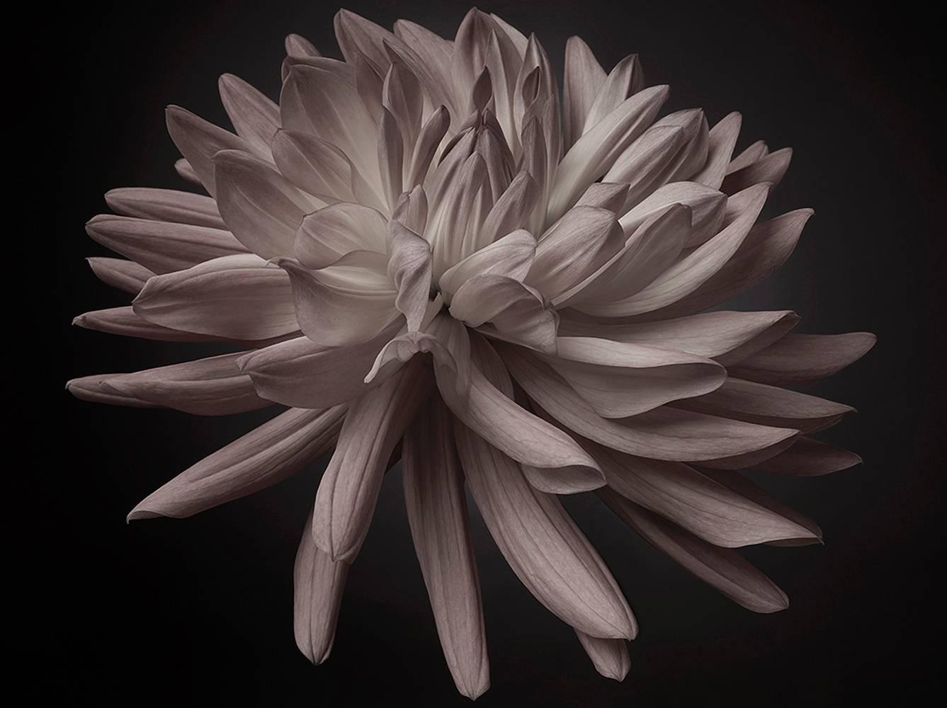 Photograph - Flower series (16x22) - Black Figurative Photograph by MAE Curates