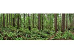 Redwoods 4