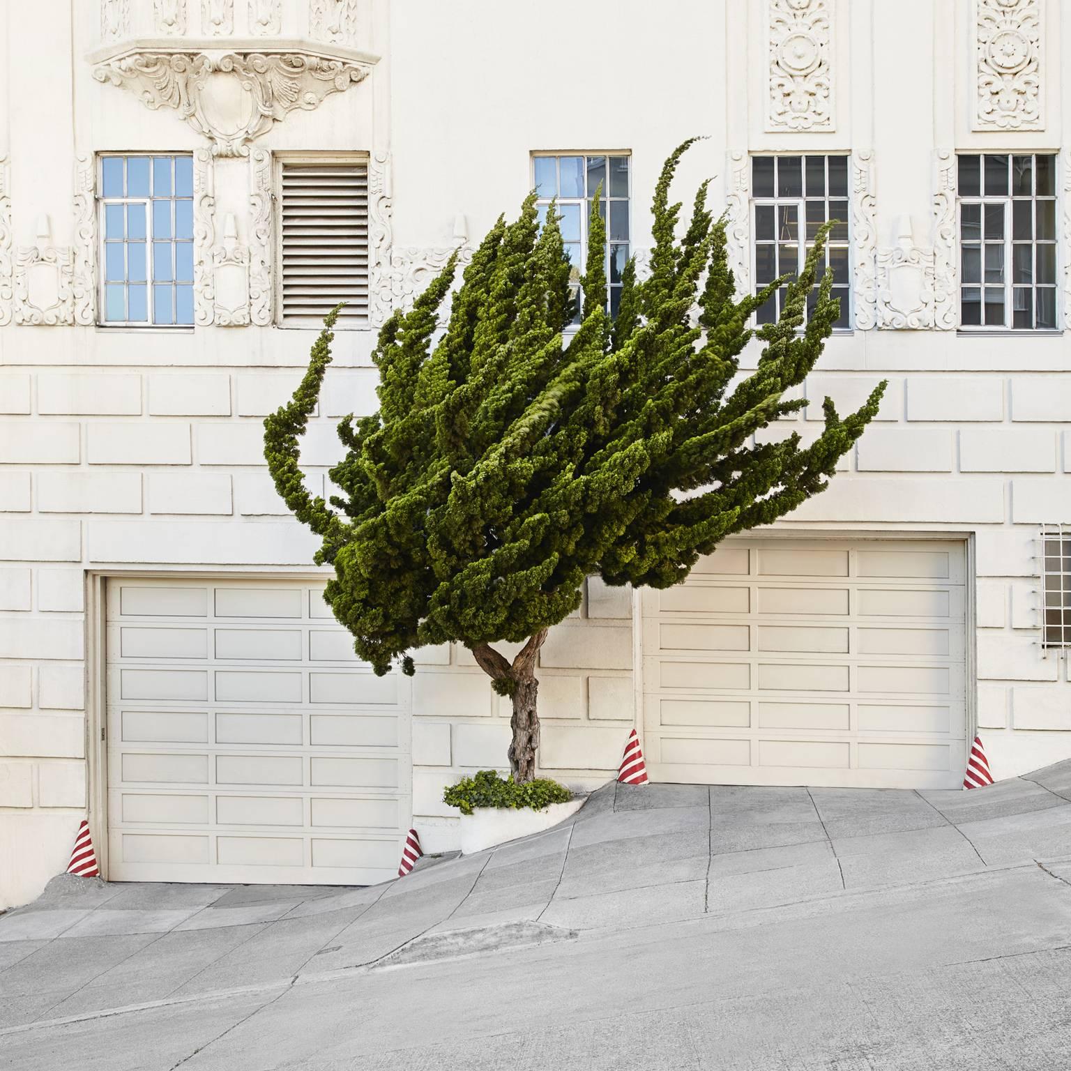 Topiary I - large format photograph of ornamental shaped urban street tree