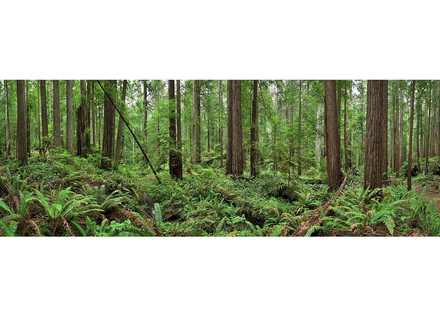 Bois rouges - panorama grand format d'observation de la nature en forêt de bois rouges verts