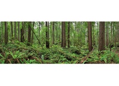 Bois rouges - panorama grand format d'observation de la nature en forêt de bois rouges verts