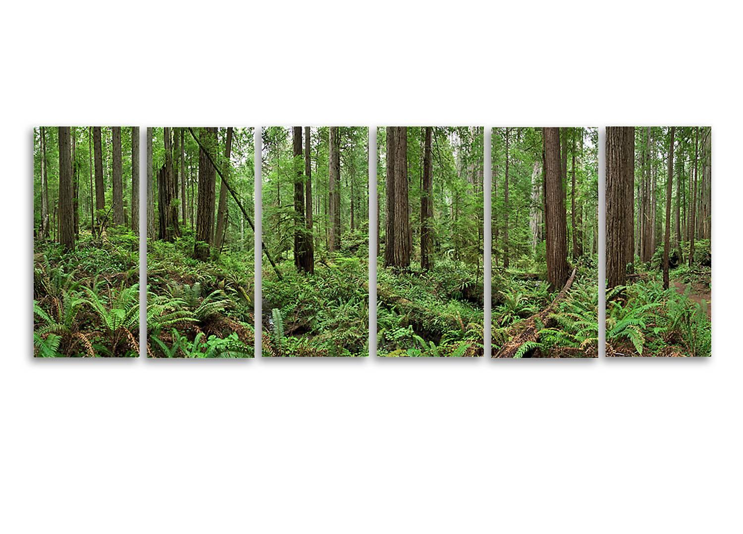 Erik Pawassar Color Photograph - Redwoods - large format nature observation in six individual photograph 