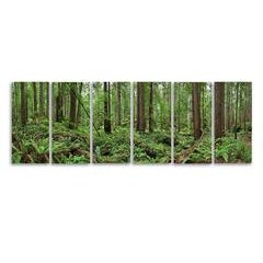 Redwoods 5