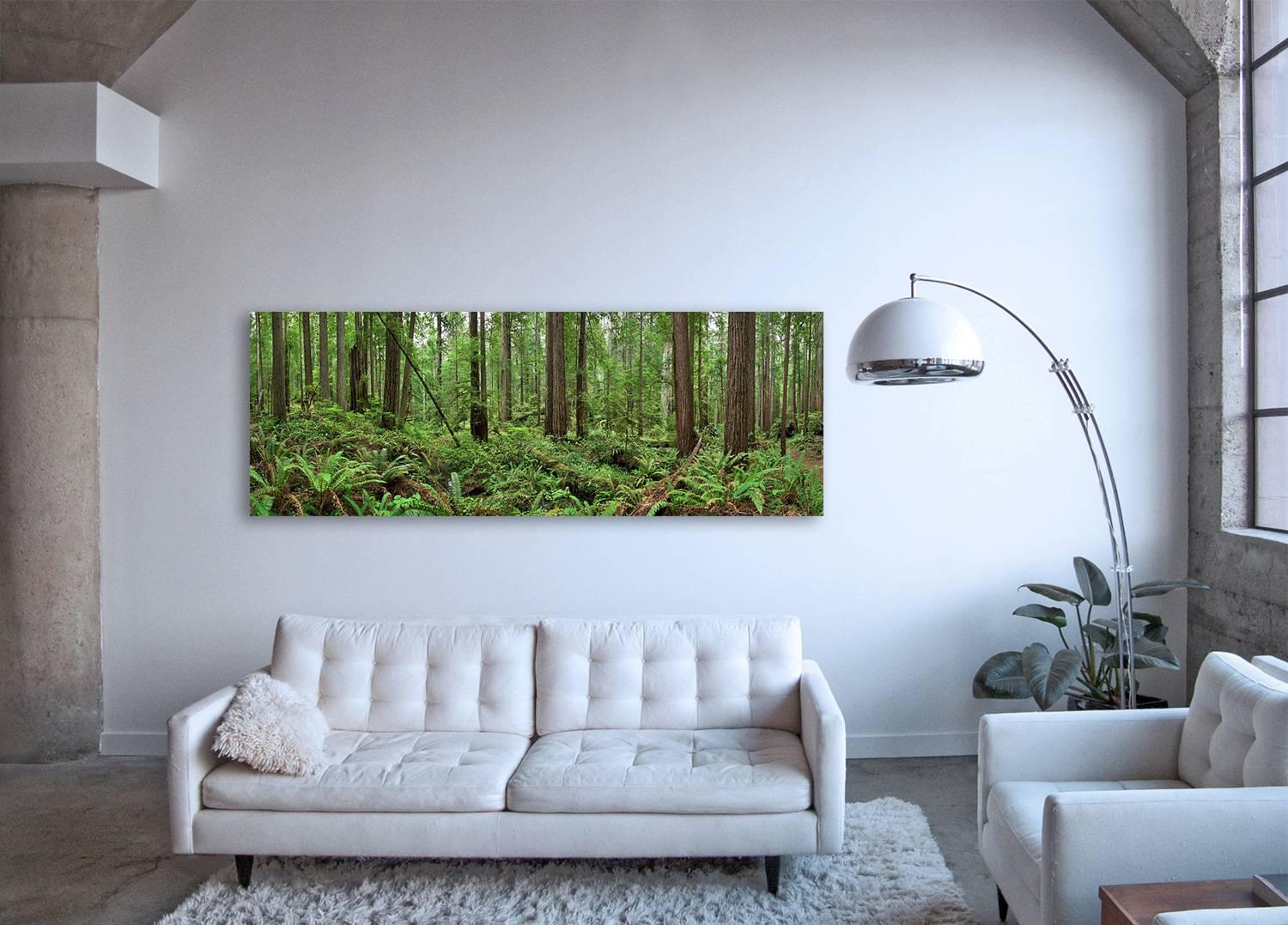 Redwoods – Großformatige Naturbeobachtungspanorame aus grünem Rotholzwald (Schwarz), Landscape Photograph, von Erik Pawassar