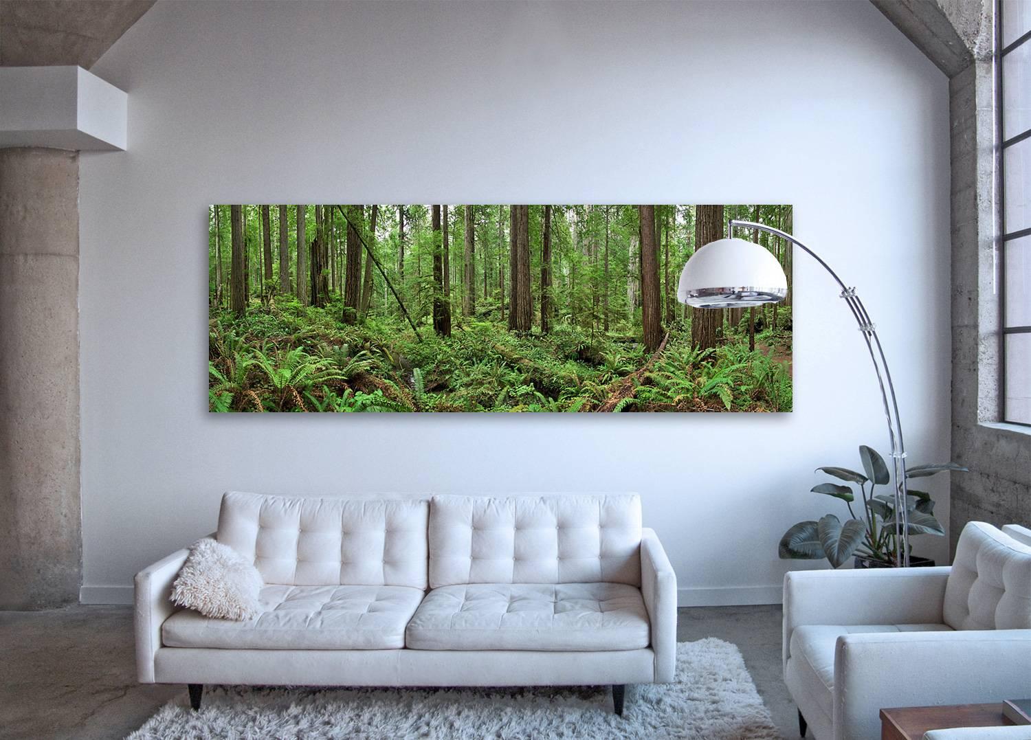 Redwoods - large format nature observation panorama of green redwoods forest - Photograph by Erik Pawassar