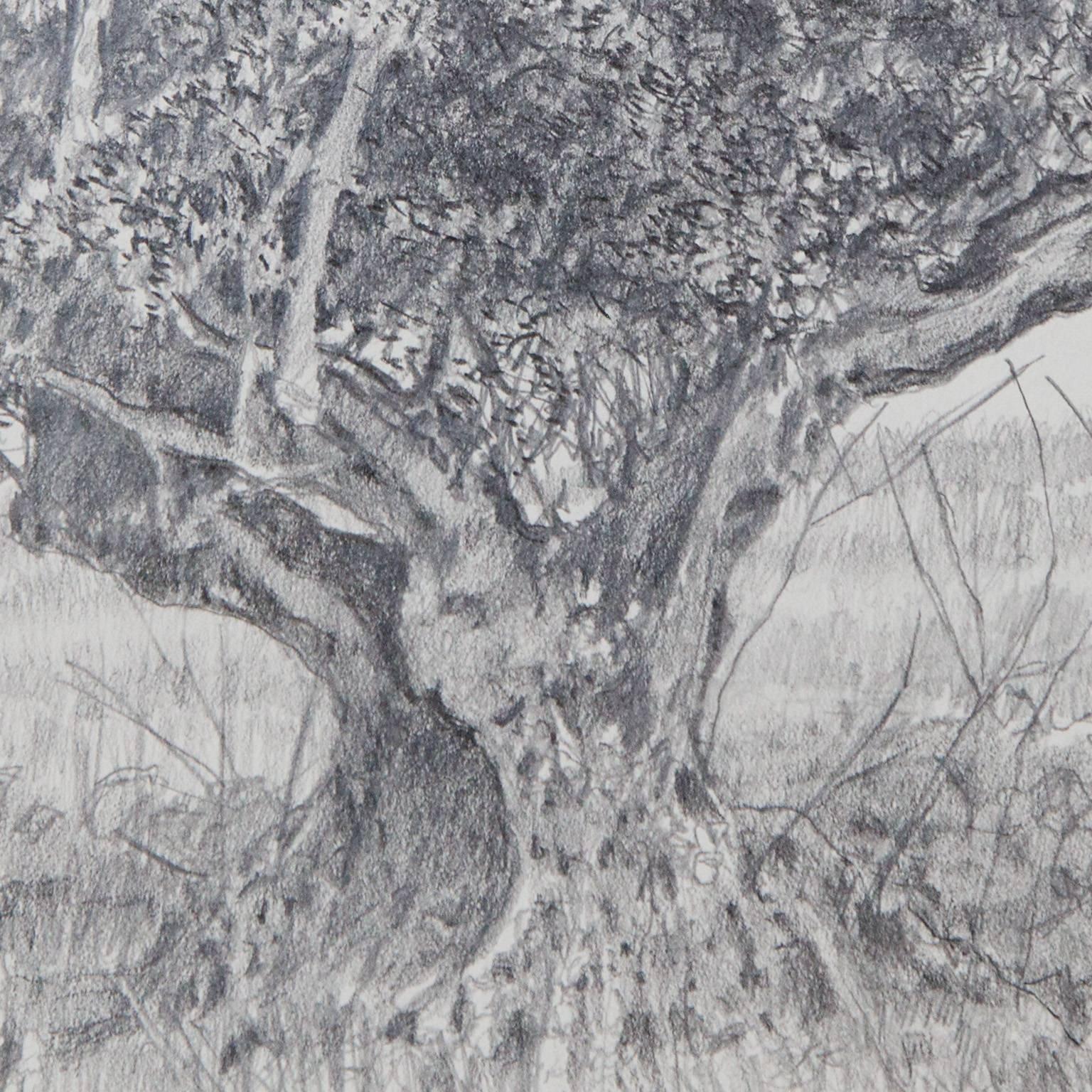 Olive Tree - Realist Art by George Tzannes