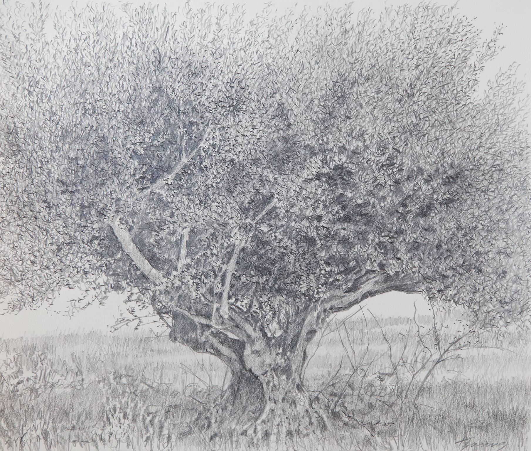 George Tzannes Landscape Art - Olive Tree