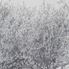 Olive Tree