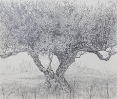 Olive Tree