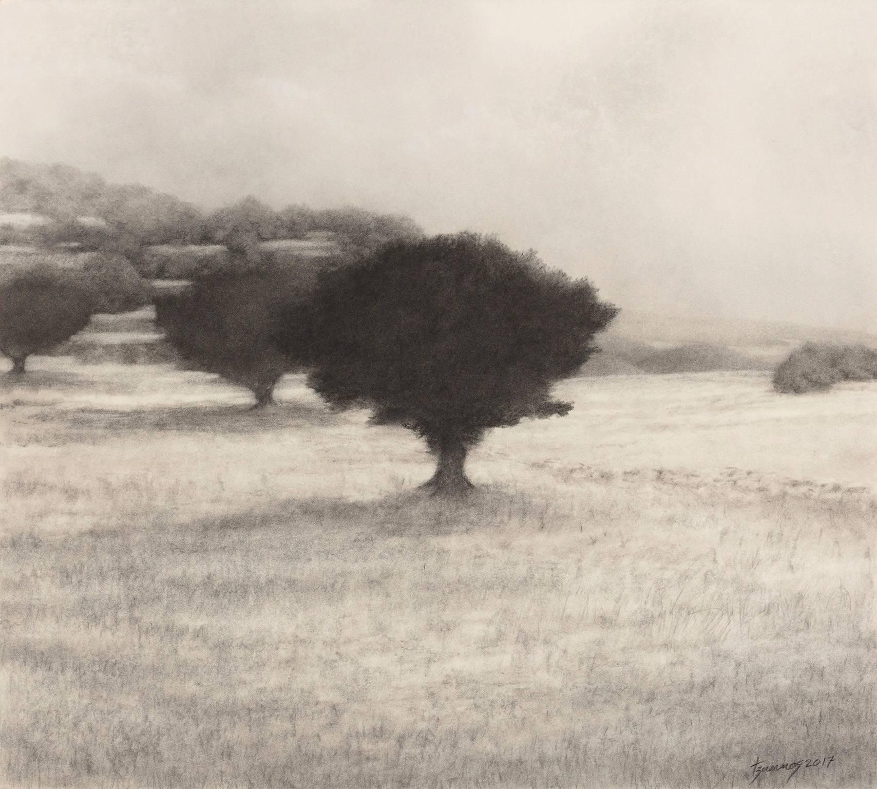 Paysage avec arbre d'olivier - Paysage noir et blanc de l'île grecque 