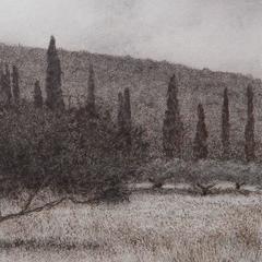 Olive Tree With Cypress