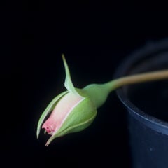 Rose, Archival Pigment Print, 1/5, 30 x 30 cm, Floral Photography