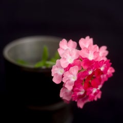 Verveine, tirage pigmentaire d'archive, n° 1/5, 30 x 30 cm, photographie florale