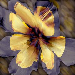 Flower Ghosts 2 - 4 7