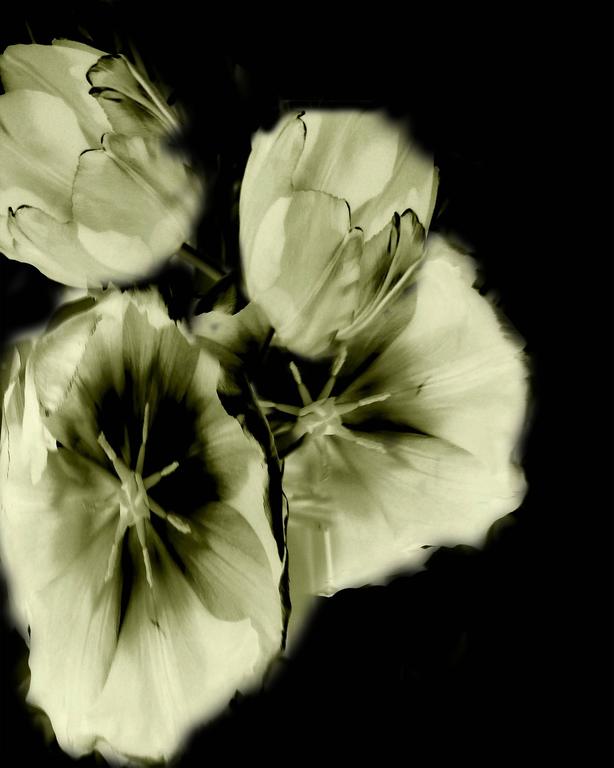 Ileana Collazo Flower Ghosts 3, Photograph For Sale at 1stdibs