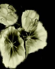 Flower Ghosts 3 12