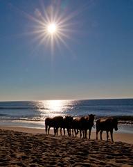 Sunrise 10