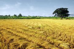 Rice In Rows 10