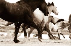 Hoofbeats IV 12
