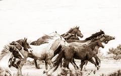 Hoofbeats VI 10