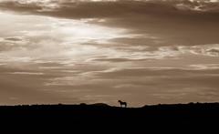 Sunrise II 11