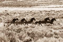 Wild and Free 4
