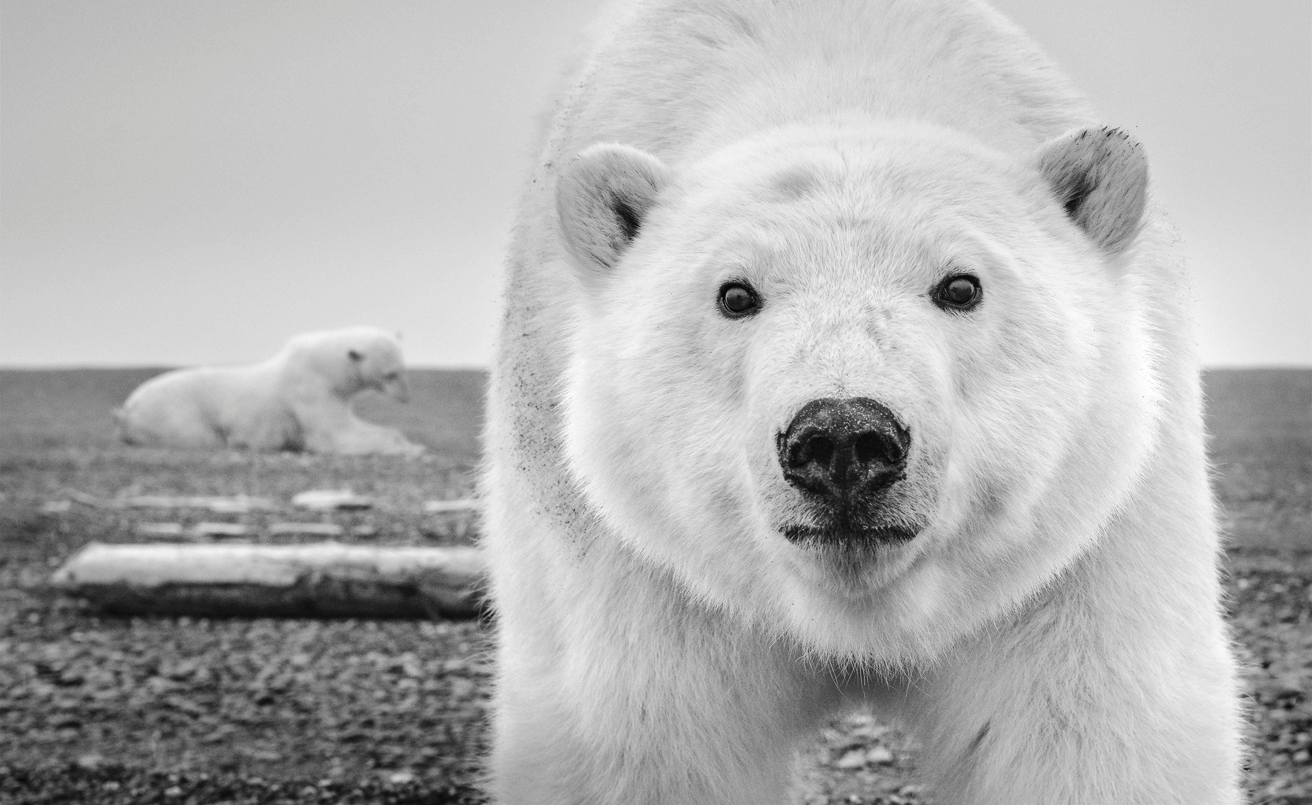 David Yarrow Portrait Photograph - Hello