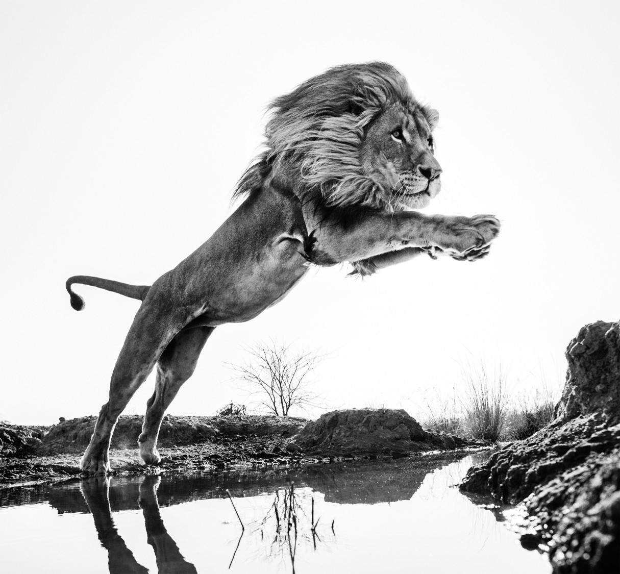 David Yarrow Landscape Photograph - Lion King