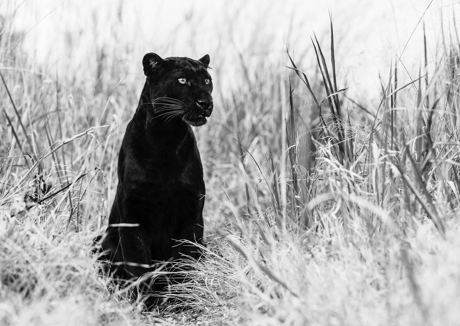 David Yarrow Black and White Photograph - Bagheera