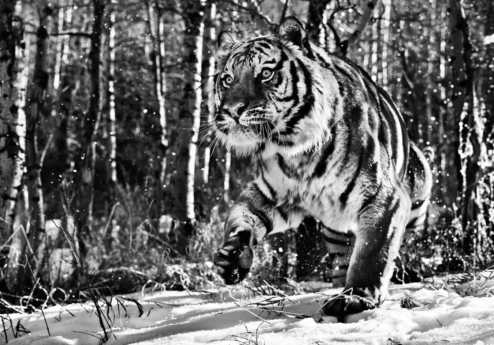 David Yarrow Black and White Photograph - Cold Mountain