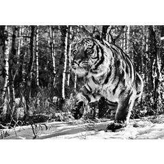 Cold Mountain 10