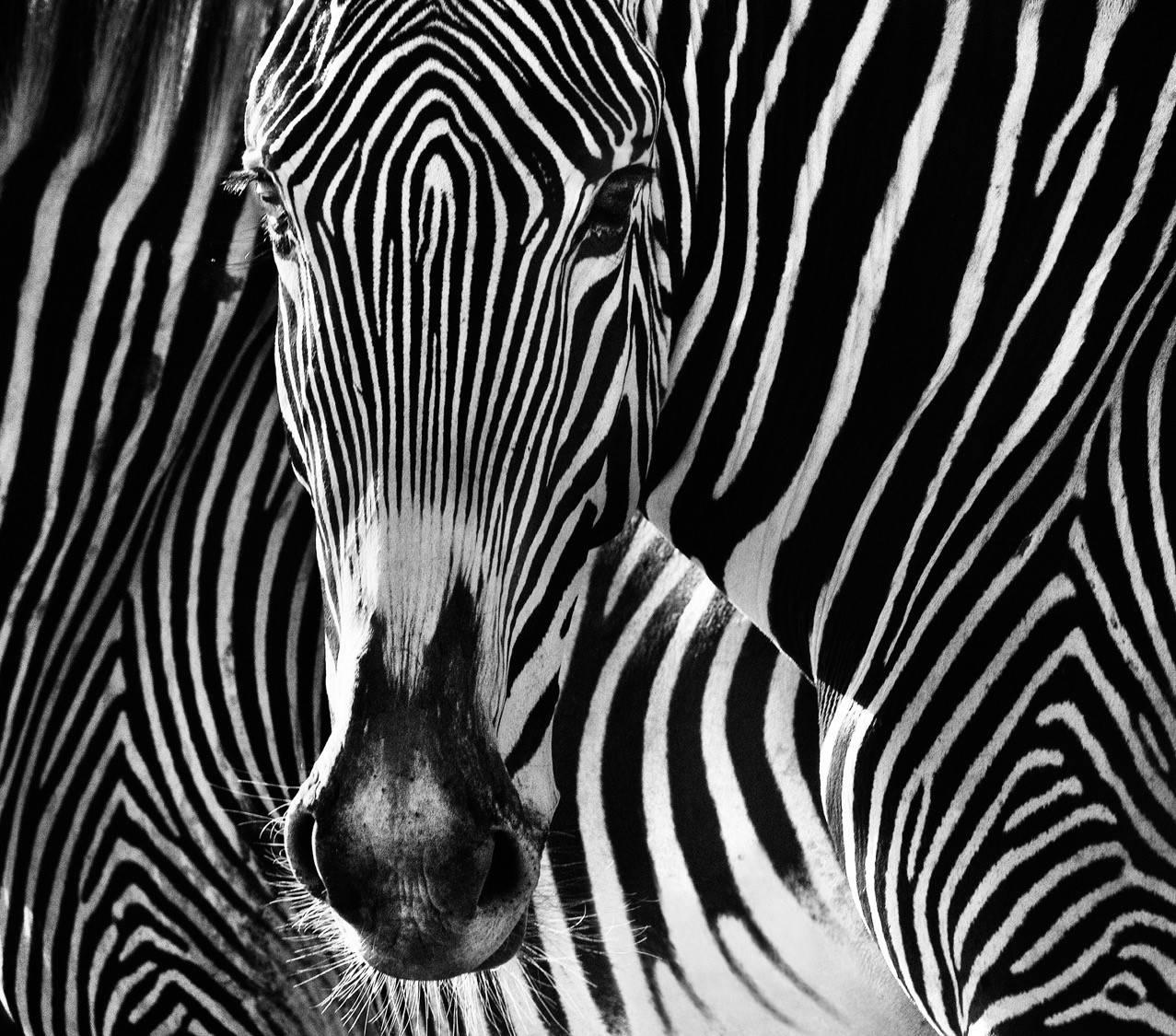 David Yarrow Black and White Photograph - The Puzzle