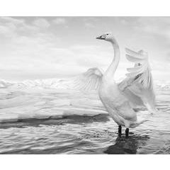 Swan Lake 8