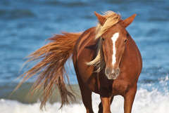 A Horse's Tale 12