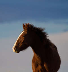 In The Evening 11