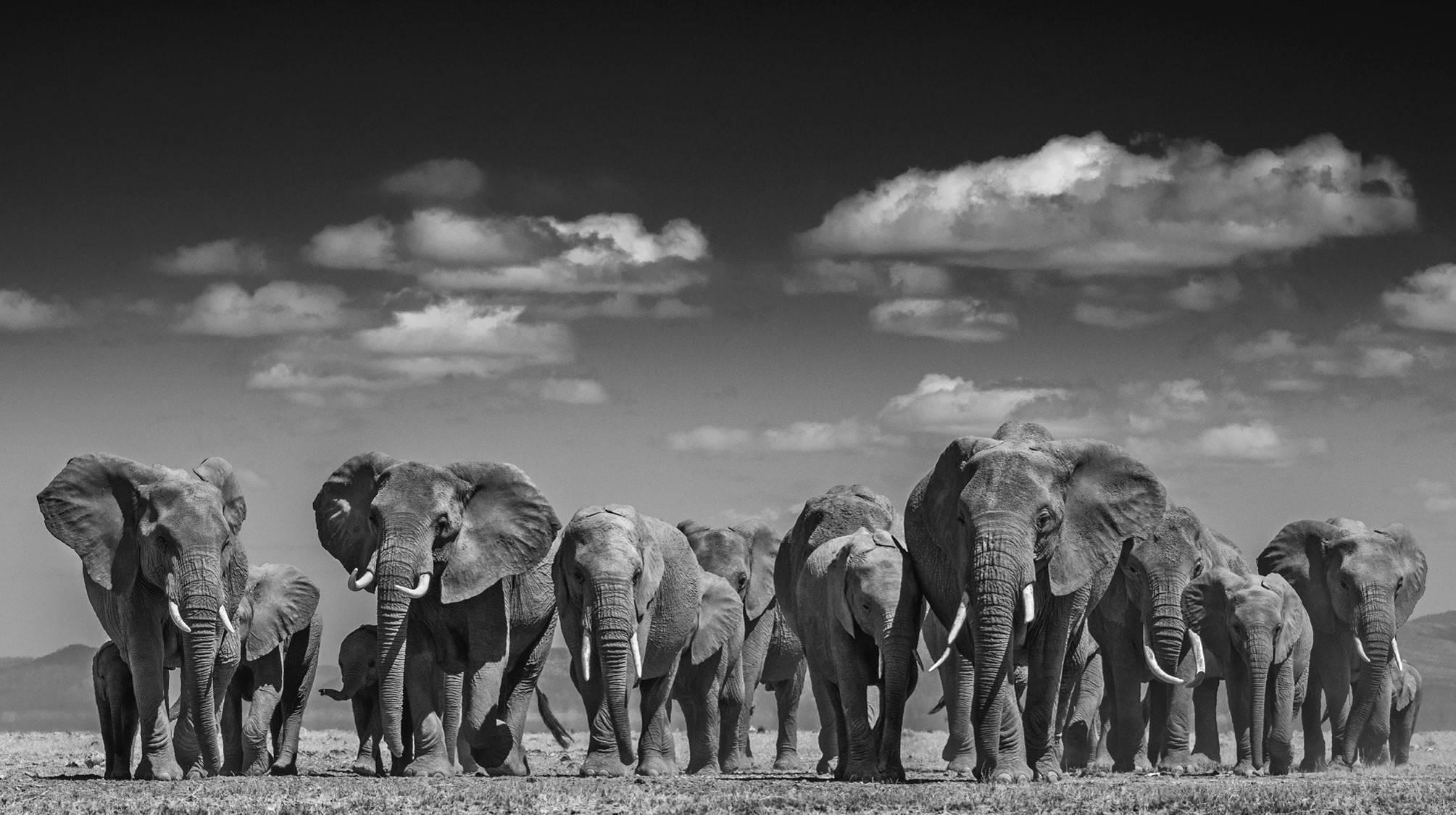 David Yarrow Black and White Photograph - Elephant Uprising