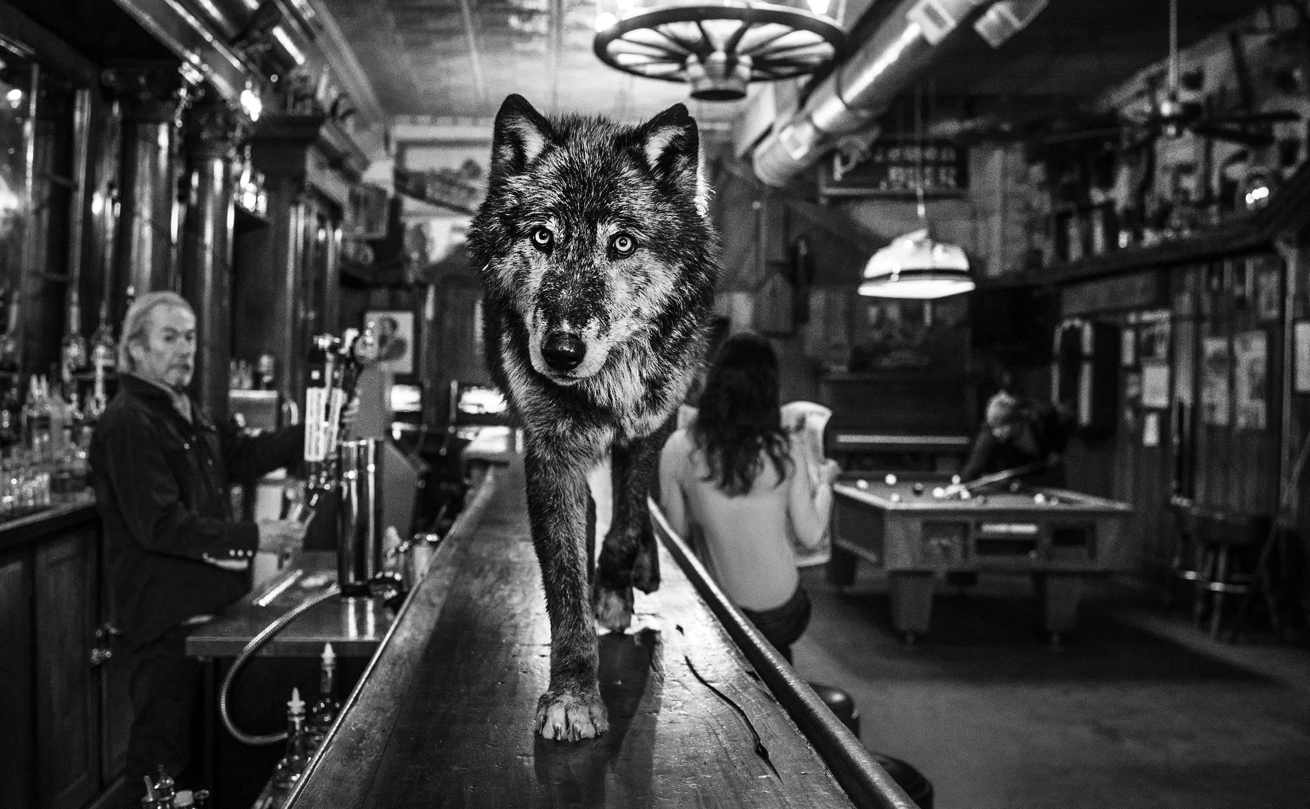 David Yarrow Black and White Photograph - The Wolf of Main Street II