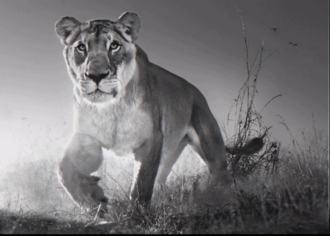 David Yarrow Black and White Photograph - Dawn Run