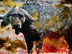 Cape Buffalo with Birds
