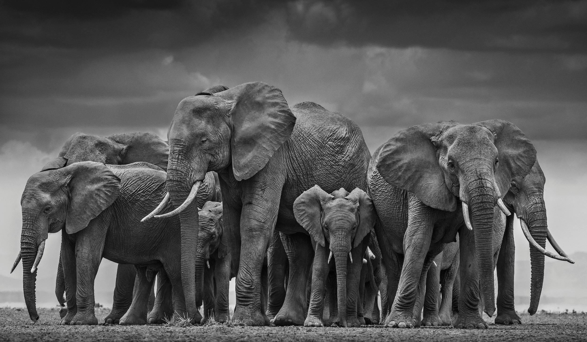 David Yarrow Landscape Photograph - The Circle of Life II